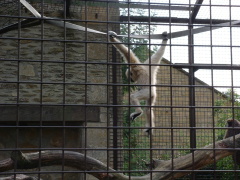 Photo /users/aendr/cheshirecat/1034