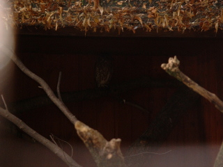 Photo /users/aendr/cheshirecat/1038