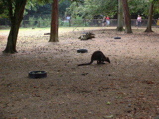 Photo /users/aendr/cheshirecat/1048