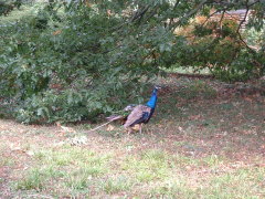 Photo /users/aendr/cheshirecat/1050