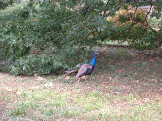 Photo /users/aendr/cheshirecat/1050