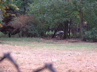 Photo /users/aendr/cheshirecat/1051