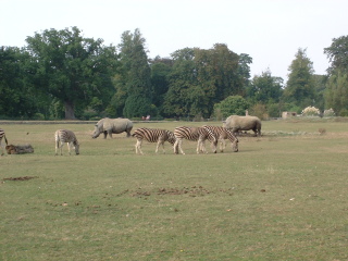 Photo /users/aendr/cheshirecat/1063