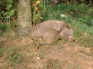 Photo /users/aendr/cheshirecat/1064