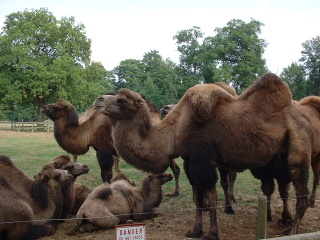 Photo /users/aendr/cheshirecat/1065