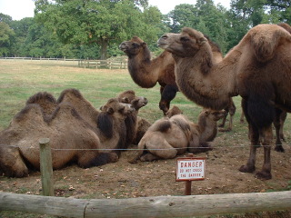 Photo /users/aendr/cheshirecat/1066