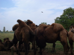 Photo /users/aendr/cheshirecat/1067