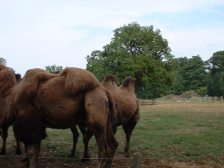 Photo /users/aendr/cheshirecat/1068