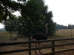 Photo /users/aendr/cheshirecat/1070