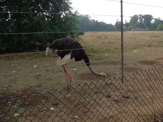 Photo /users/aendr/cheshirecat/1071