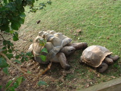 Photo /users/aendr/cheshirecat/1072