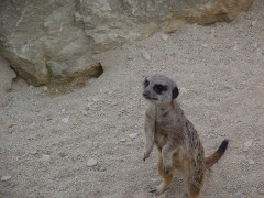 Photo /users/aendr/cheshirecat/1077