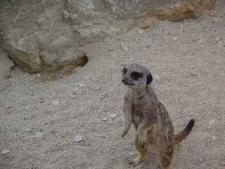 Photo /users/aendr/cheshirecat/1077