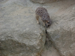 Photo /users/aendr/cheshirecat/1078