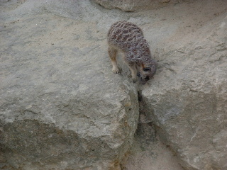 Photo /users/aendr/cheshirecat/1078