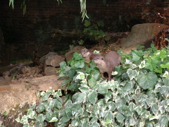 Photo /users/aendr/cheshirecat/1079