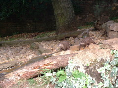 Photo /users/aendr/cheshirecat/1080