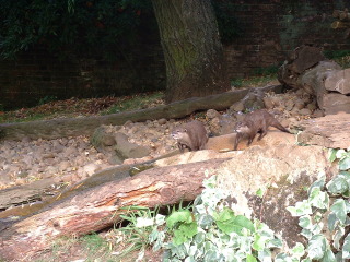 Photo /users/aendr/cheshirecat/1080