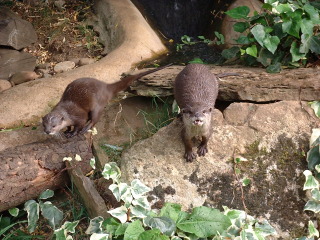 Photo /users/aendr/cheshirecat/1082