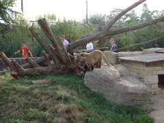 Photo /users/aendr/cheshirecat/1083