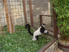 Photo /users/aendr/cheshirecat/1100