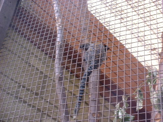 Photo /users/aendr/cheshirecat/1103