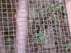 Photo /users/aendr/cheshirecat/1104