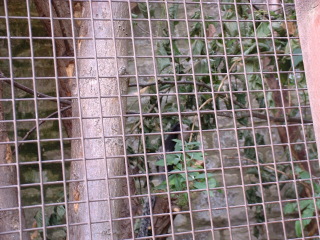 Photo /users/aendr/cheshirecat/1104