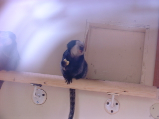 Photo /users/aendr/cheshirecat/1106