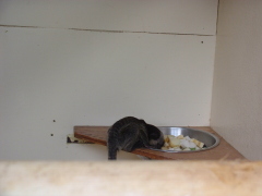 Photo /users/aendr/cheshirecat/1107