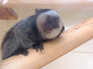 Photo /users/aendr/cheshirecat/1108