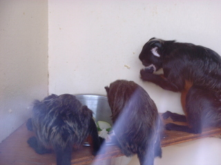 Photo /users/aendr/cheshirecat/1110