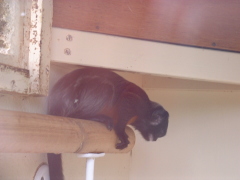 Photo /users/aendr/cheshirecat/1111