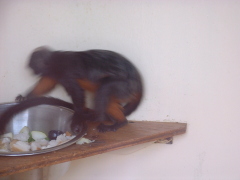 Photo /users/aendr/cheshirecat/1112