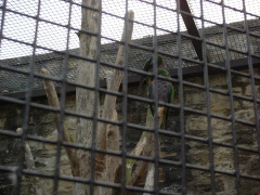 Photo /users/aendr/cheshirecat/1115