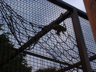 Photo /users/aendr/cheshirecat/1117