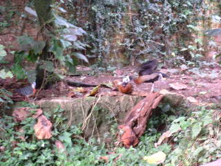 Photo /users/aendr/cheshirecat/1122