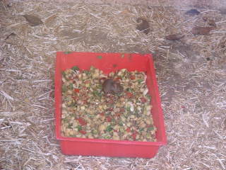 Photo /users/aendr/cheshirecat/1123