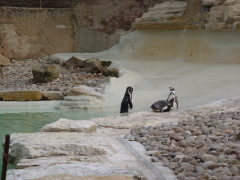 Photo /users/aendr/cheshirecat/1126