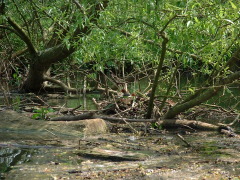 Photo /users/aendr/cheshirecat/351