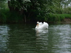 Photo /users/aendr/cheshirecat/365