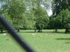 Photo /users/aendr/cheshirecat/494