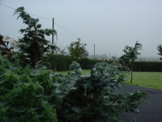 Photo /users/aendr/cheshirecat/700