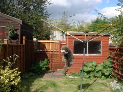 Photo /users/aendr/cheshirecat/742