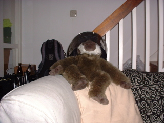 Photo /users/aendr/cheshirecat/830