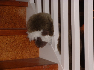 Photo /users/aendr/cheshirecat/834