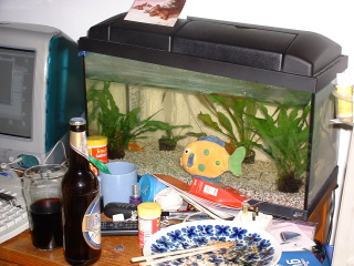 Photo /users/aendr/cheshirecat/838