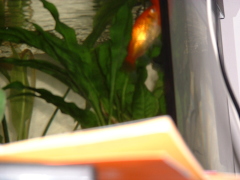 Photo /users/aendr/cheshirecat/844