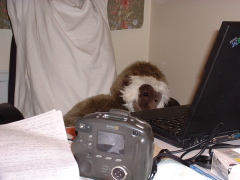 Photo /users/aendr/cheshirecat/854