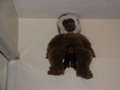 Photo /users/aendr/cheshirecat/865